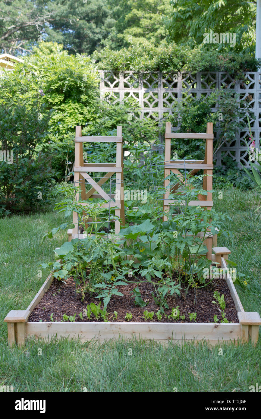 Eine blühende, Outdoor, Hochbeet, Gemüsegarten, von einem Holzrahmen mit Holz Gitter für Kletterpflanzen enthalten Stockfoto