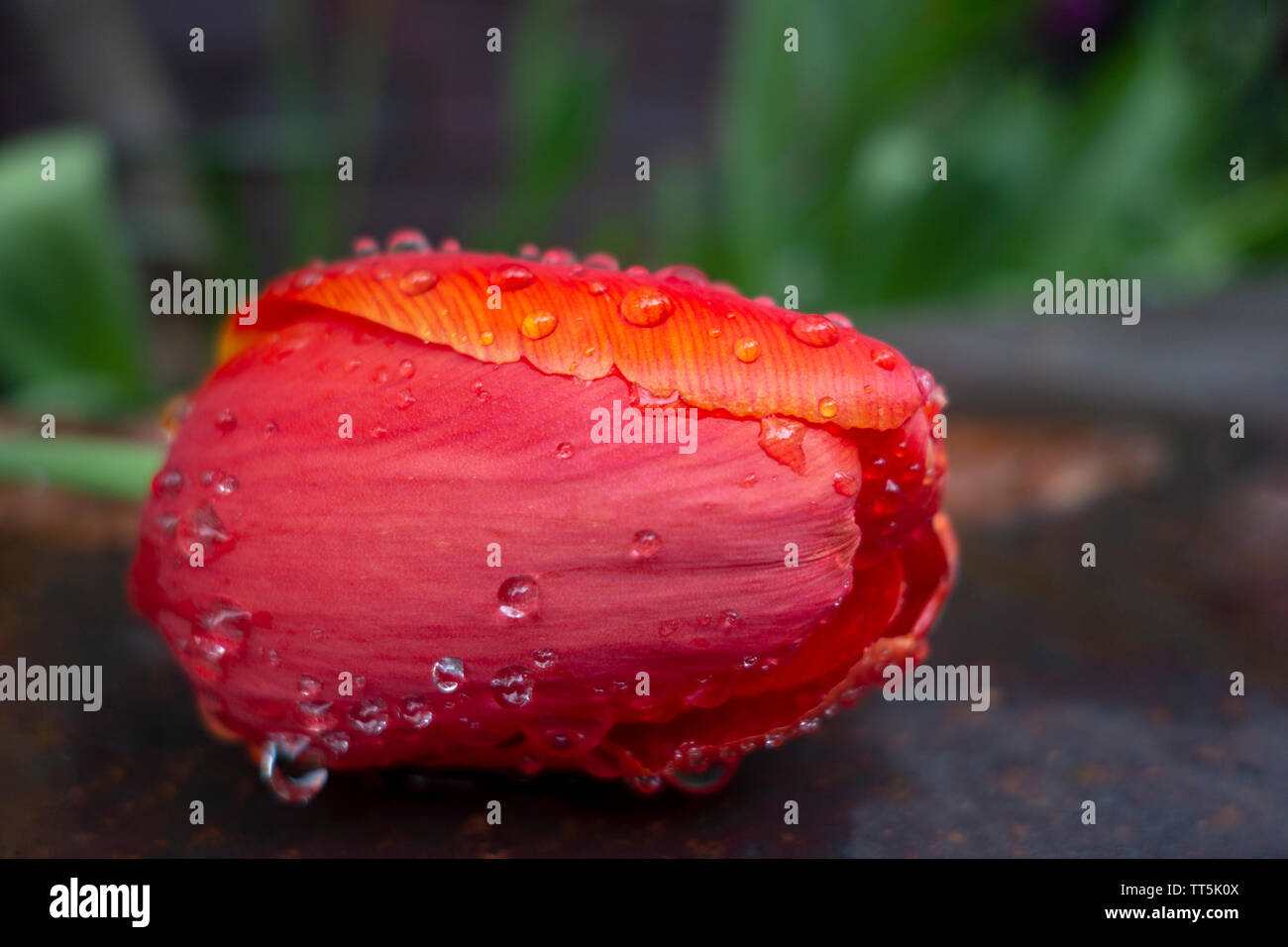 Regen nass rote Tulpe auf dem Boden mit grünem Garten im Hintergrund Stockfoto