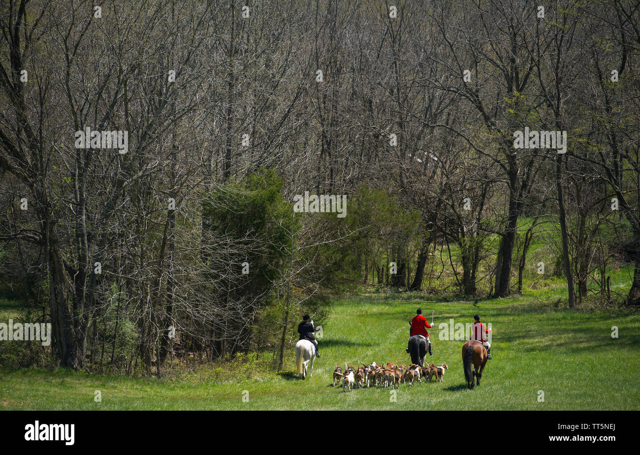 UNITED STATES - 17. April 2016: Die loudoun Jagd, wo Sie mit Ihren fox Hounds während des 50. jährlichen Loudoun Jagd Punkt-zu-Punkt Rennen am Sonntag, EINE Stockfoto