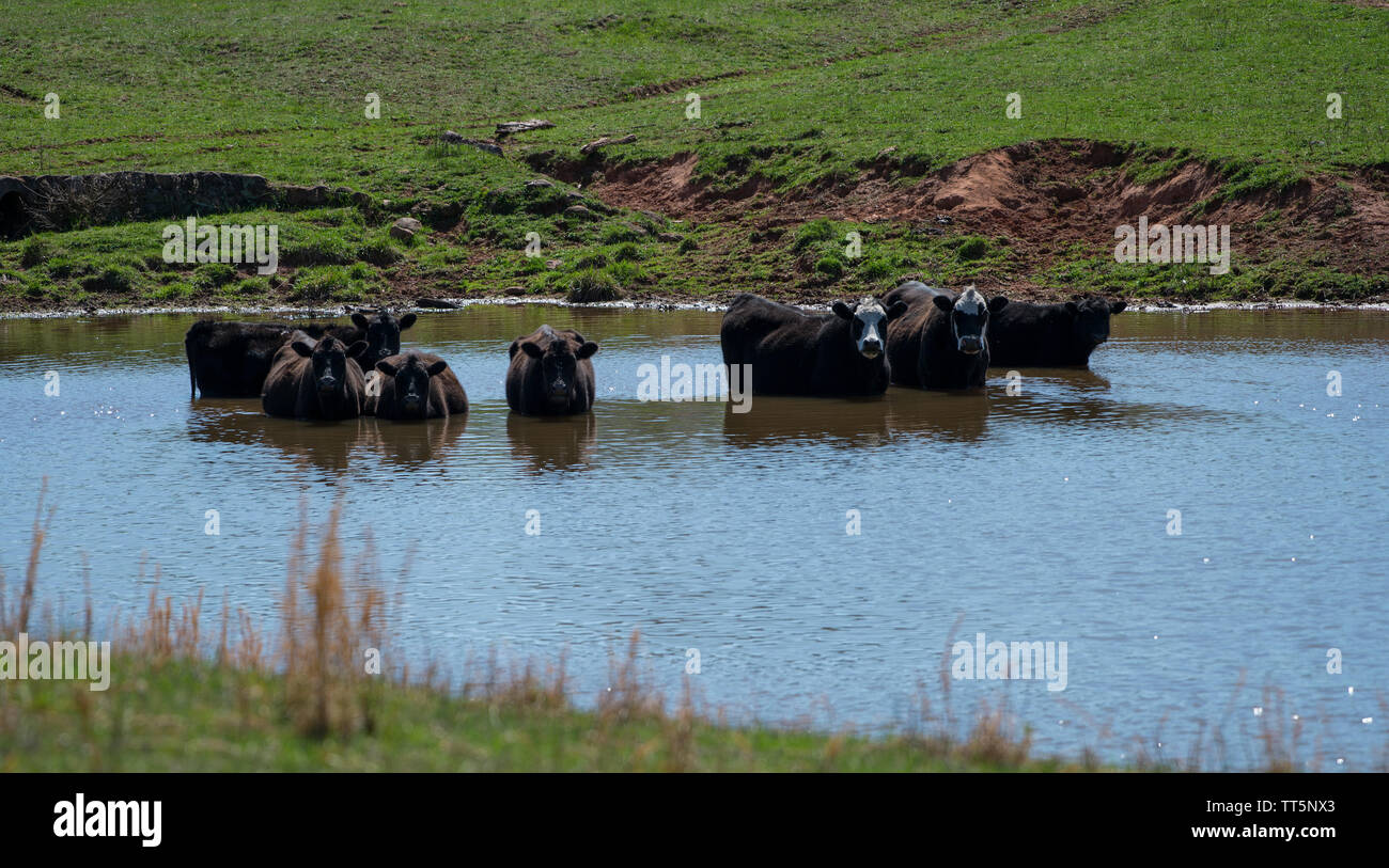 UNITED STATES - April 1, 2016: Vieh Abkühlung an einem heißen Frühling entlang Spinks Ferry Road in der Nähe von Lucketts in Loudoun County, Virginia. (Foto von Dougl Stockfoto