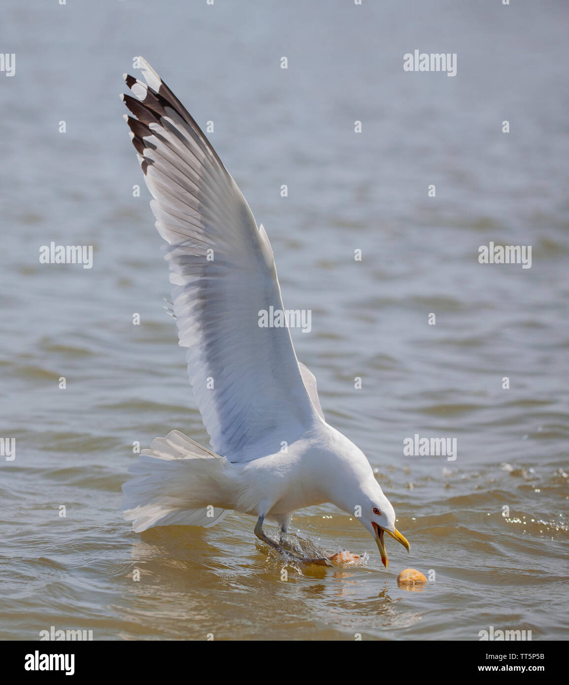 Ein caspian Gull, Larus cachinnans, Fütterung von einem Leckerbissen auf der Oberfläche der Lagune, im Donaudelta, Biosphärenreservat im Osten Rumäniens. Stockfoto