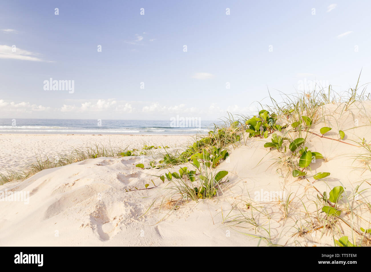 Sand dune mit schleichenden Eisenbahn Rebe und Meer und blauer Himmel im Hintergrund Stockfoto