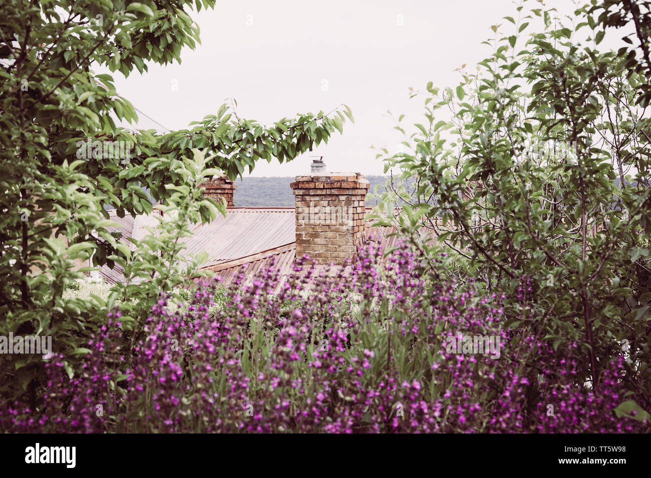 Blick auf eine verrostete Dach mit gemauerten Schornstein, von grünen und lila Laub gerahmt Stockfoto