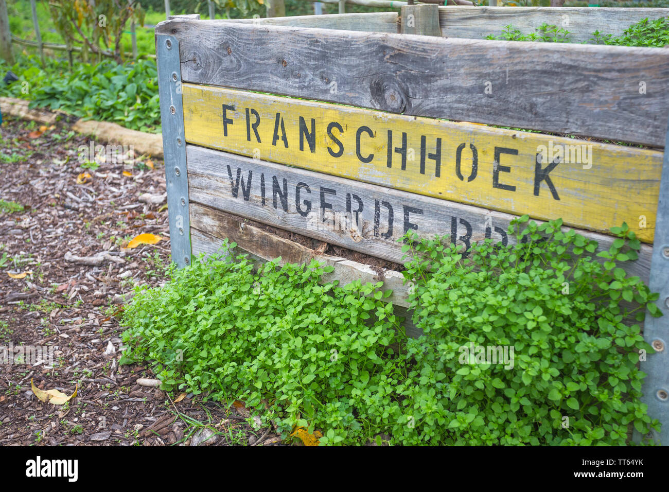 Alte verwitterte und Wetter geschlagen Holz- oder Holz Kiste oder Verpackung Fall die Komposttonne in einem Garten am Weingut Boschendal verwendet wird. Stockfoto