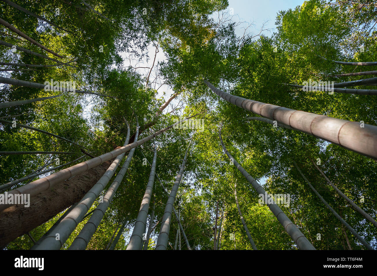 Am frühen Morgen Sonnenlicht, Bambus, Wald, Sagano, Japan. Stockfoto