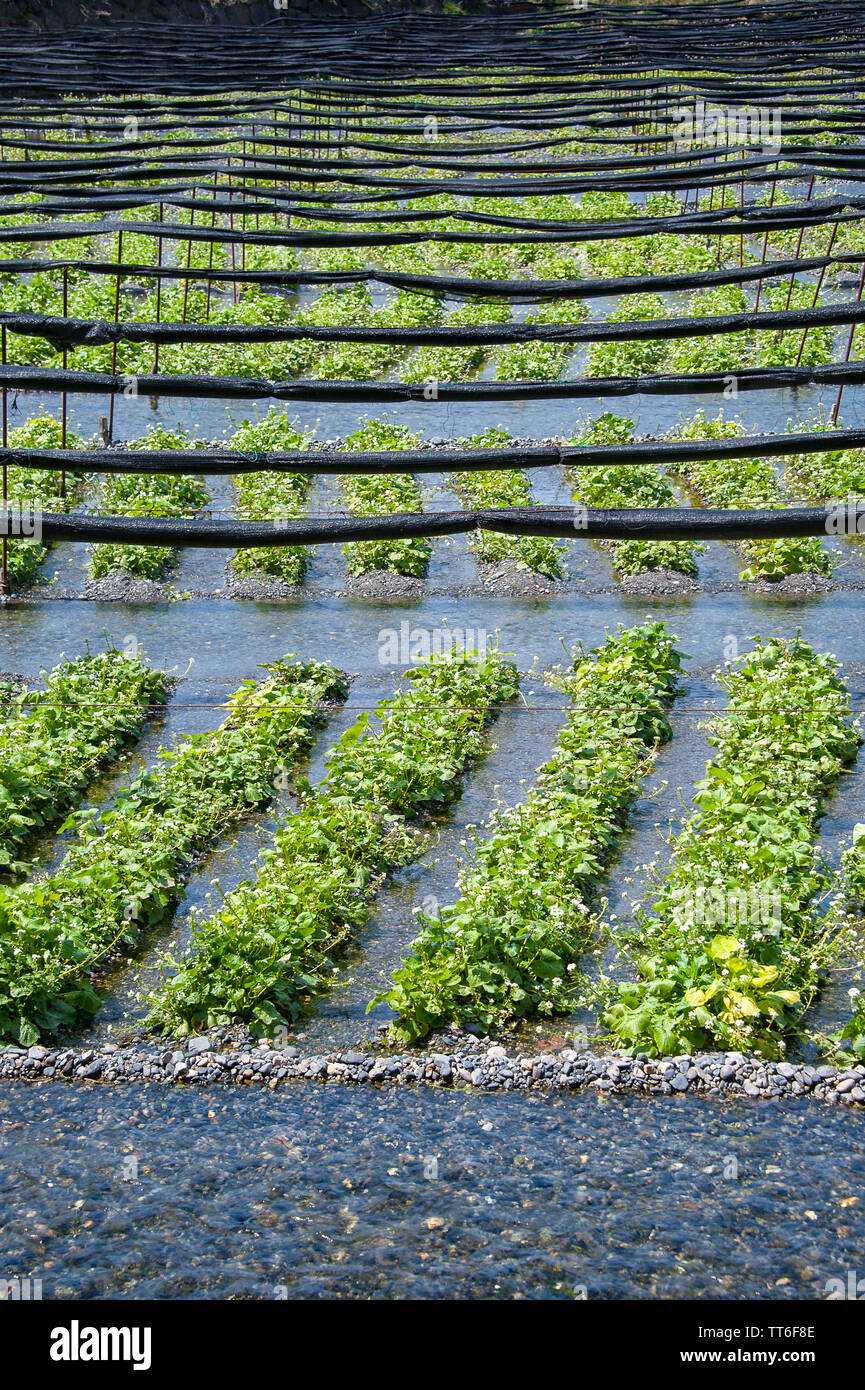 Frisches Grün Wasabi (japanischer Meerrettich) Pflanzen im klaren Wasser des Flusses wächst mit Reihen von gewalzten shadecloth oben ausgeführt Stockfoto