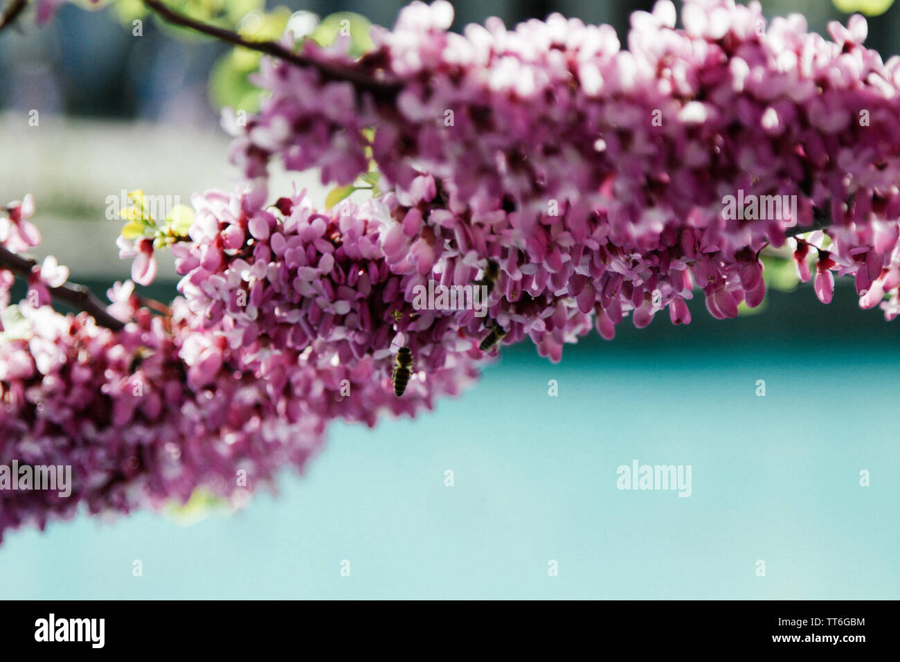 Blüte rosa Baum Zercis im Frühjahr vor dem Hintergrund des blauen Wasser des Pools, urbane Landschaft Stockfoto Blüte rosa Baum Zercis im Frühjahr vor dem Hintergrund des blauen Wasser des Pools, urbane Landschaft Stockfoto