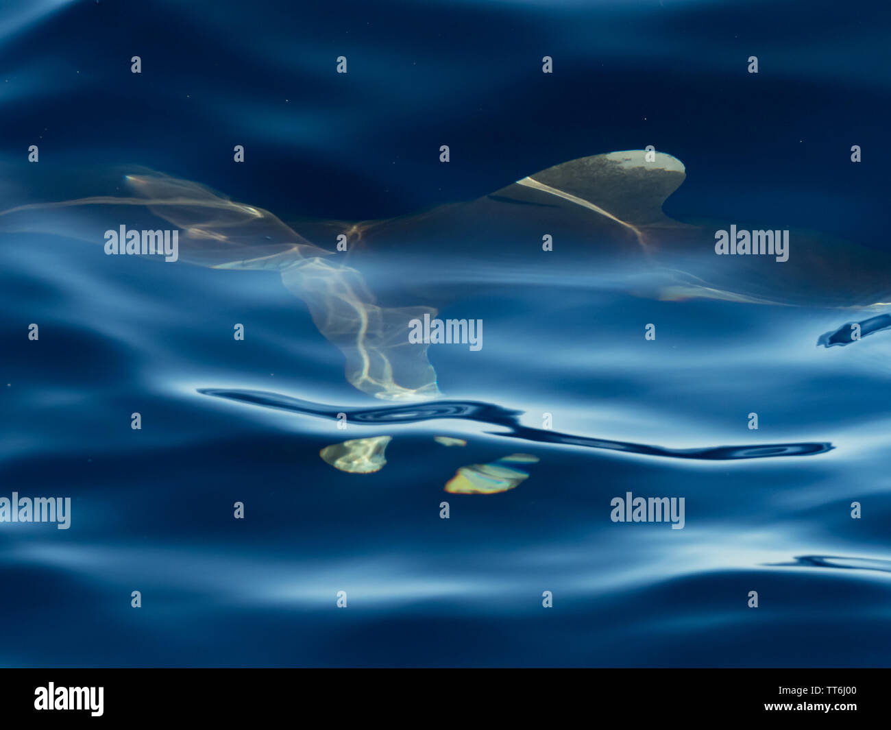 Eine ozeanische Weißspitzen Hai, Carcharhinus Longimanus, knapp unter der Oberfläche des Ozeans von der Insel Fatu Hiva, Marquesas Stockfoto