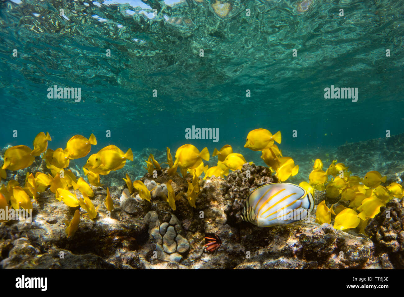 Eine Schule der gelben Tang, Zebrasoma flavescens, beim Schnorcheln im Captain Cook Denkmal, Kealakekua Bay, Hawaii Stockfoto