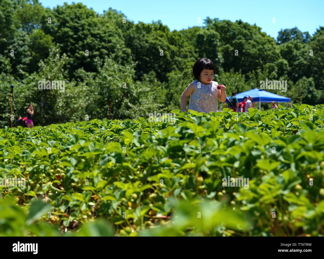 Middlefield, CT USA. Jun 2019. Junge Asiatische amerikanische Kid, dass dieser große saftige Erdbeere für eine schnelle Süße beißen bereit ist. Stockfoto