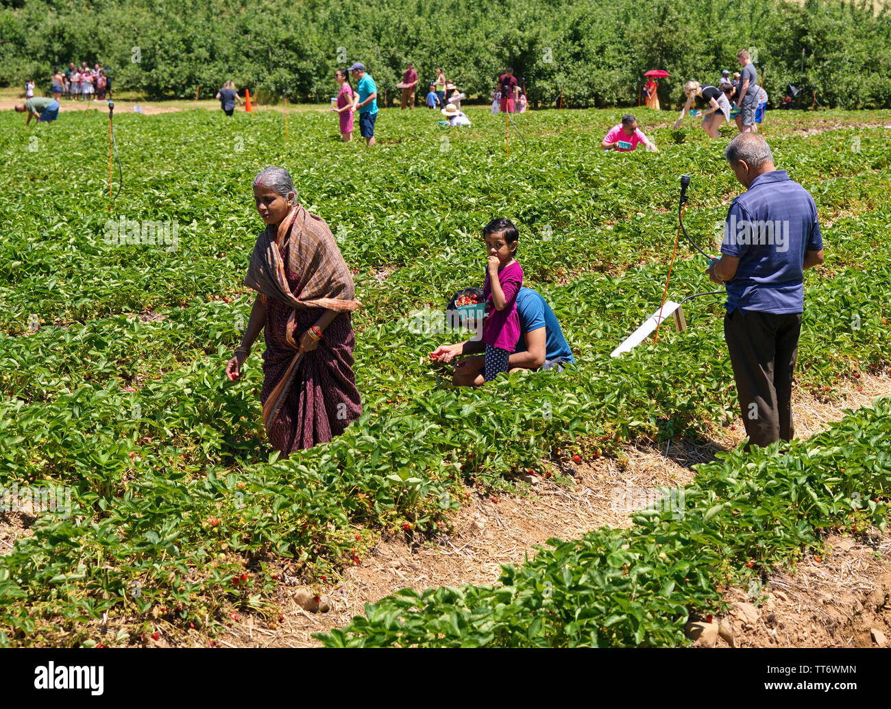 Middlefield, CT USA. Jun 2019. Indische amerikanische Familie genießen die ersten Tage eines neuen England Früchte Erntezeit für leckere Erdbeeren. Stockfoto