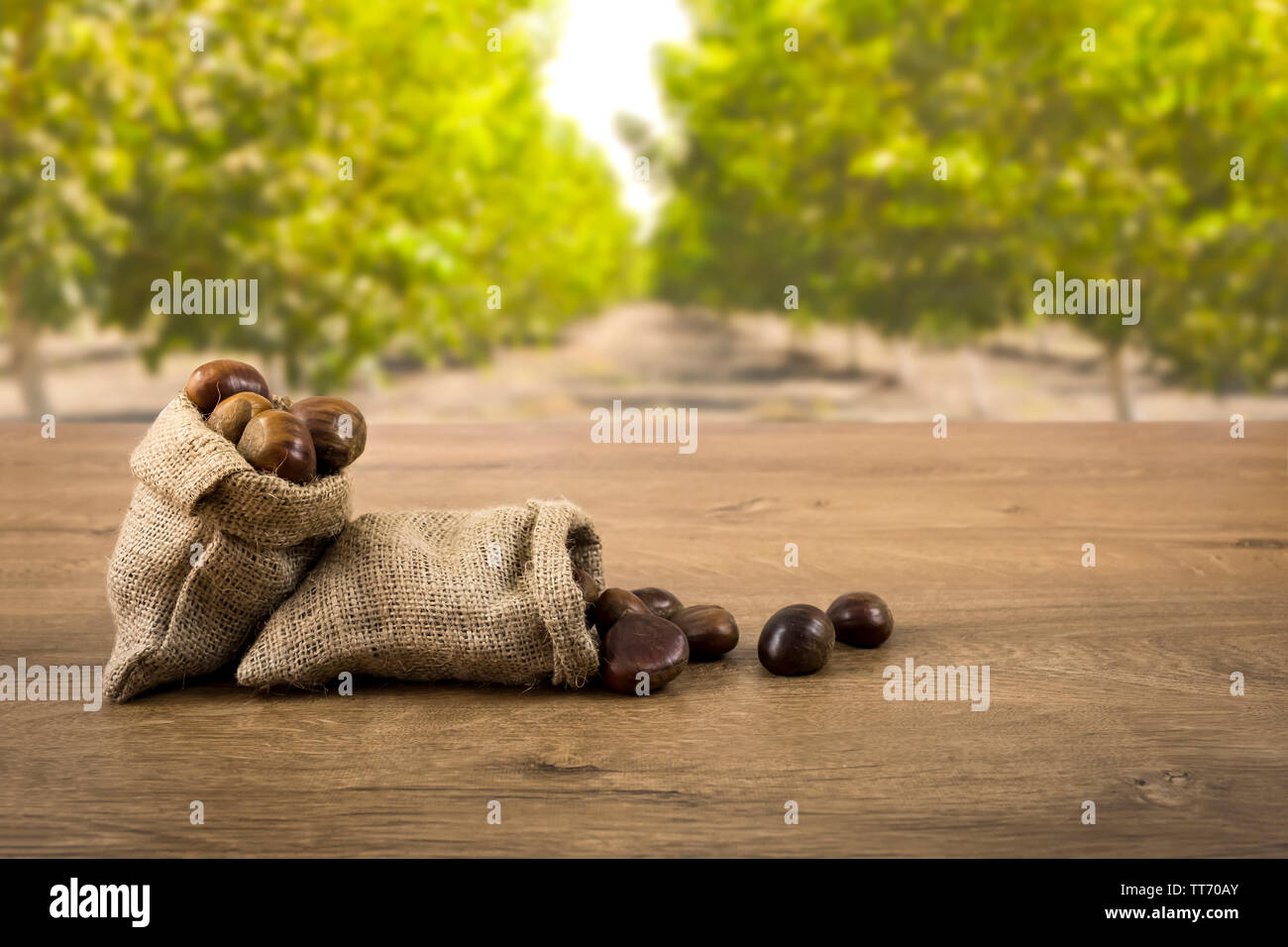 Kastanien in Jute sack Sack, Hintergrund ist Kastanien Stockfoto