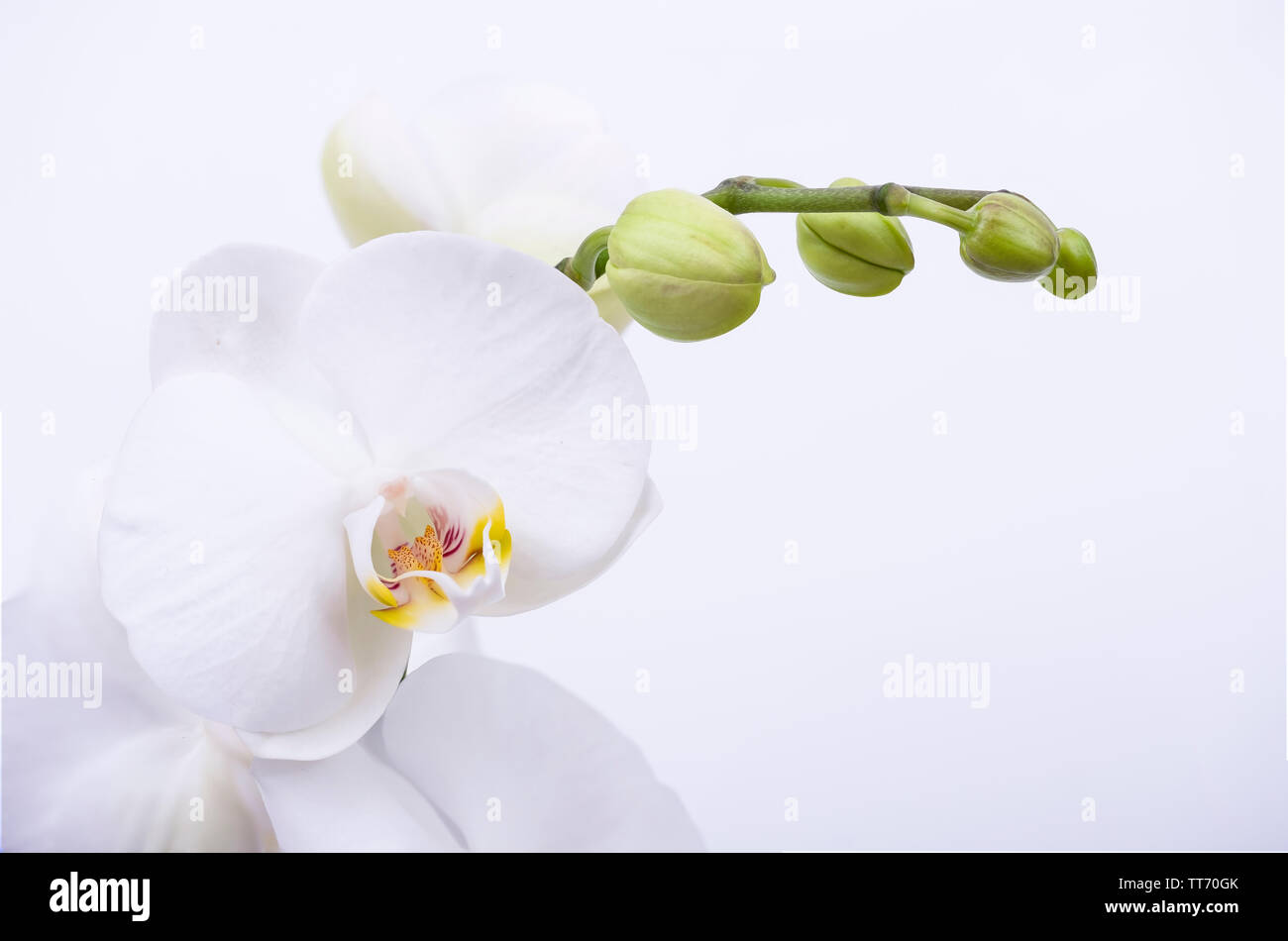 Makro von White Orchid Flower, in der Nähe von Orchid Flower Foto auf weiße isoliert Stockfoto