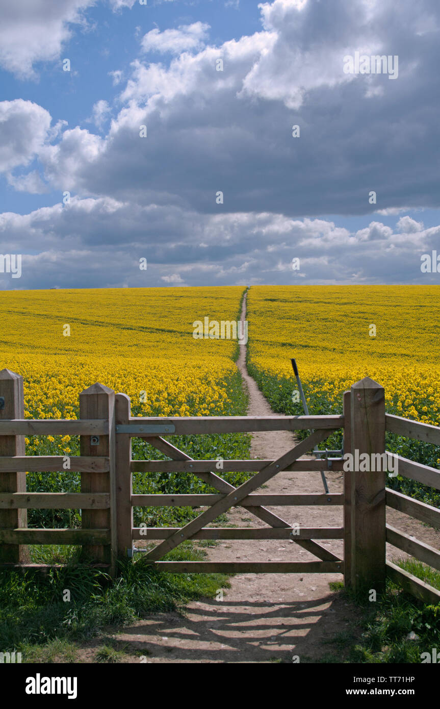 Tor zum Raps Feld auf dem englischen South Downs Way eine lange Strecke zu Fuß weg. Stockfoto