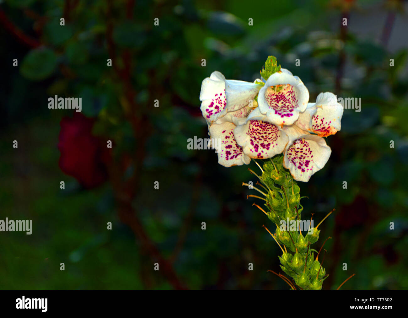 In der Nähe von Weißen Fingerhut in voller Blüte Stockfoto