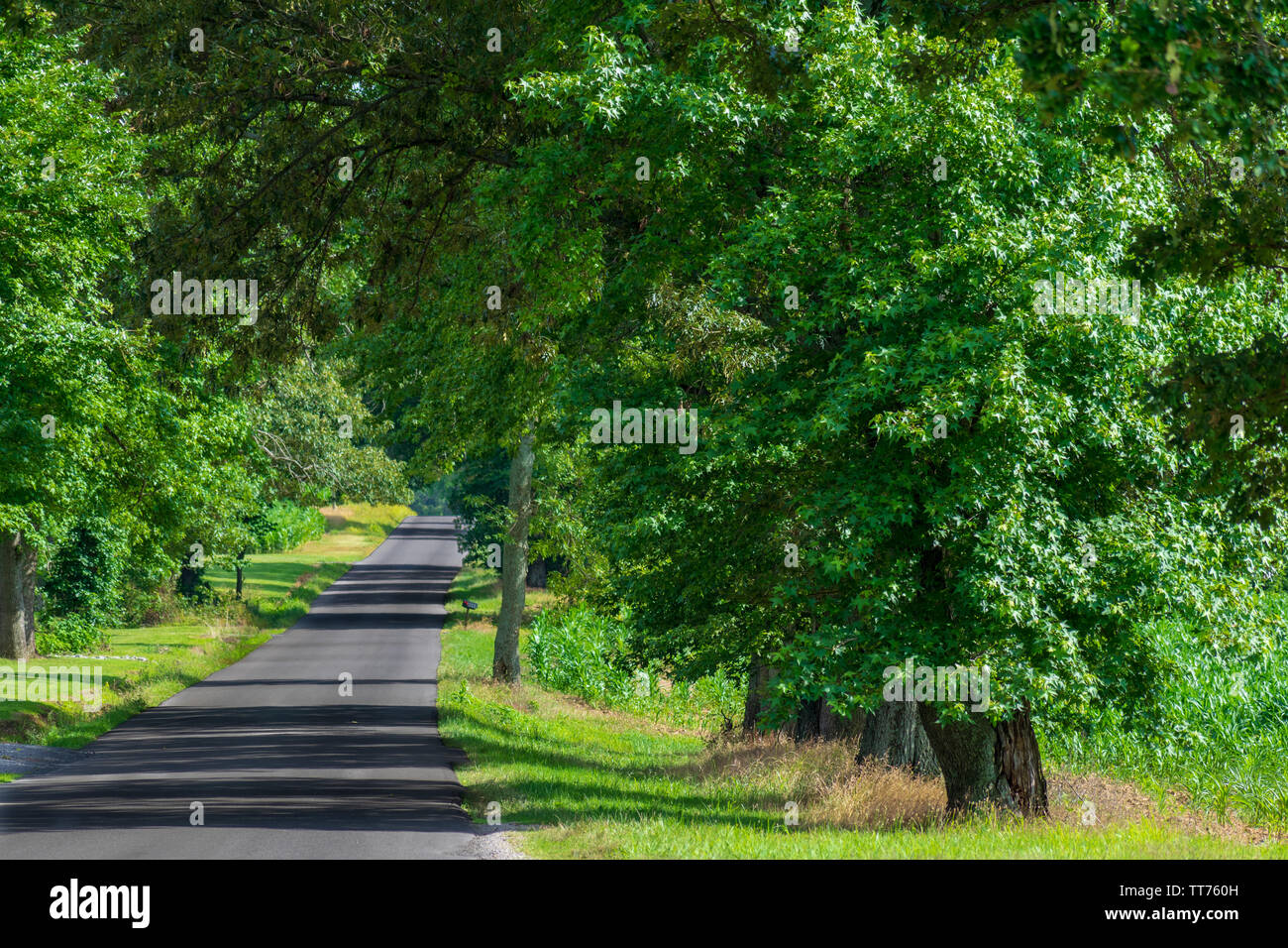 Einer von Bäumen gesäumten Straße im Frühling. Stockfoto