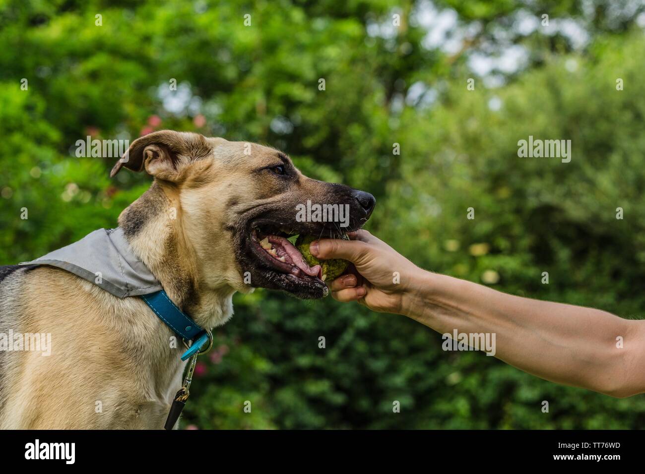 Verspielte junge beige und schwarz Hund mit einem Tennisball im Mund, eine Hand sie es von Ihm. Sonnigen Sommertag in einem Park. Grüne Büsche und Bäume Stockfoto