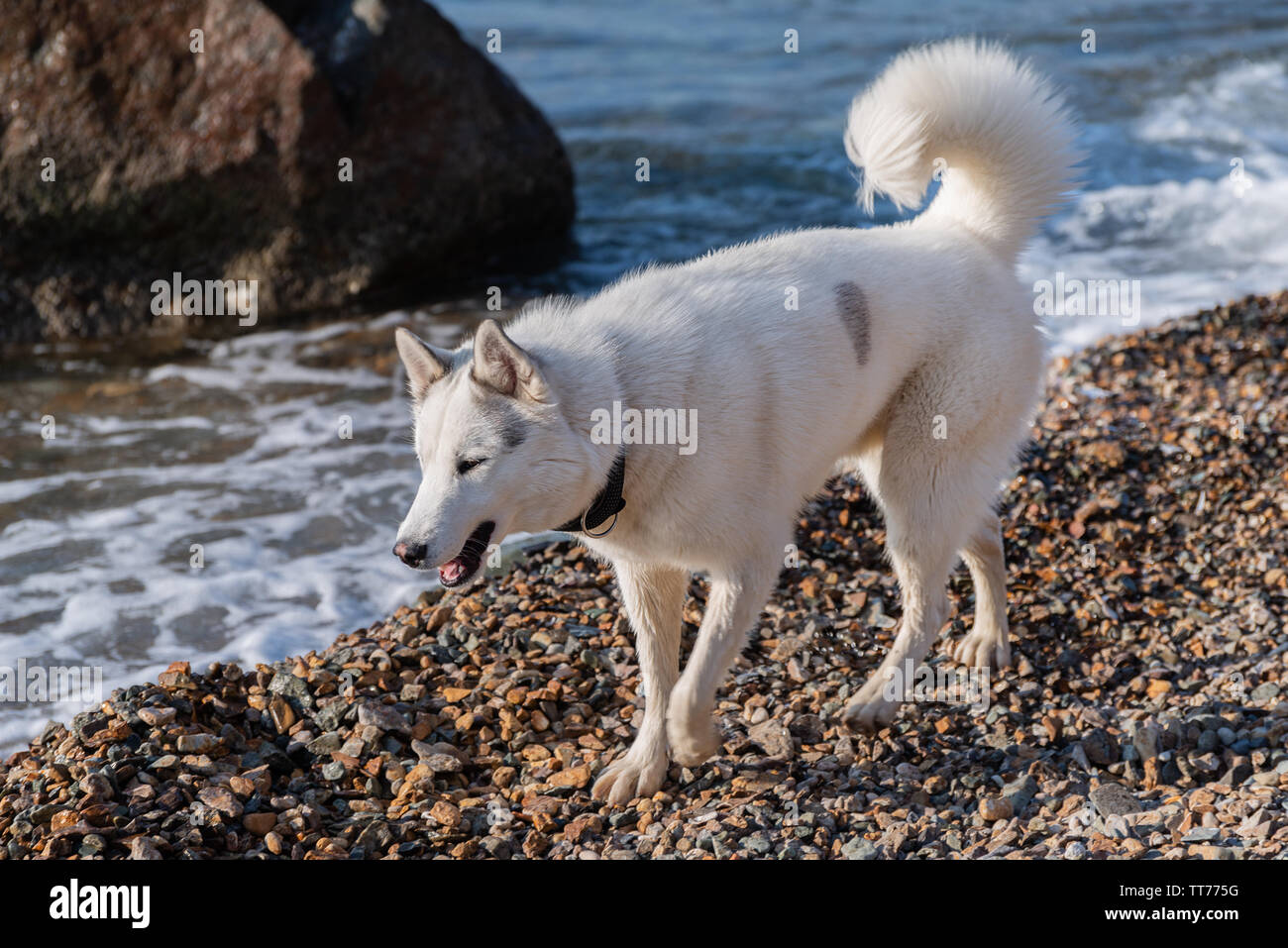 Husky am Meer. Stockfoto