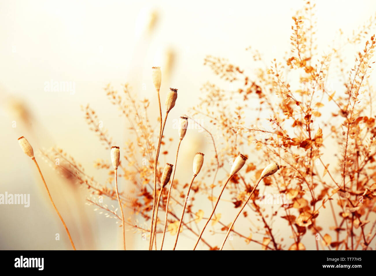 Getrocknete Blumen Hintergrund Stockfoto