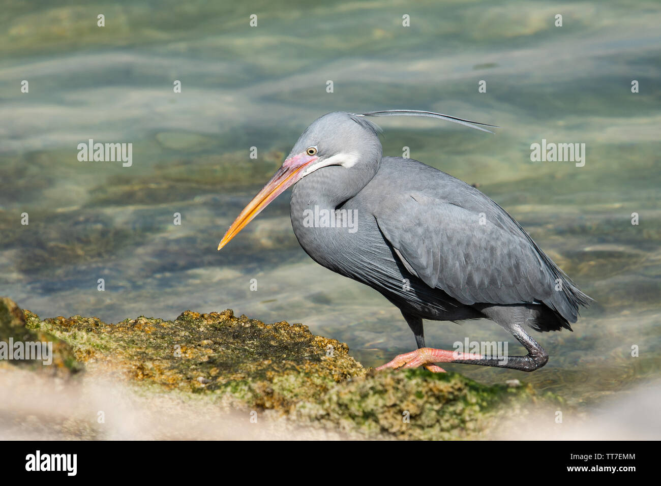 Western Reef Heron/Seidenreiher (Egretta gularis) am Ufer des östlichen Mangroven von Abu Dhabi, VAE. Grau morph Stockfoto