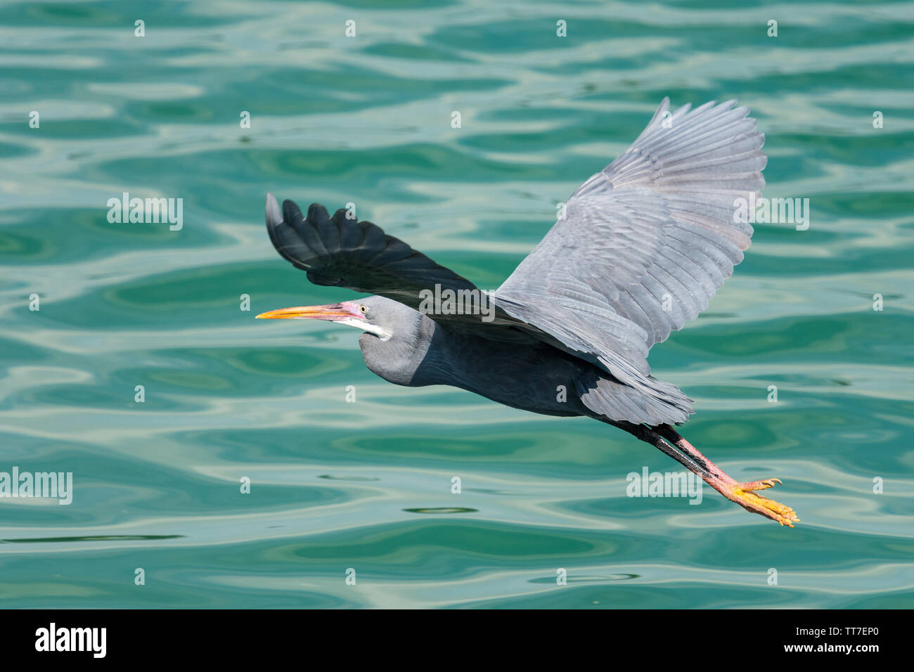 Western Reef Heron/Seidenreiher (Egretta gularis) am Ufer des östlichen Mangroven von Abu Dhabi, VAE. Grau morph Stockfoto