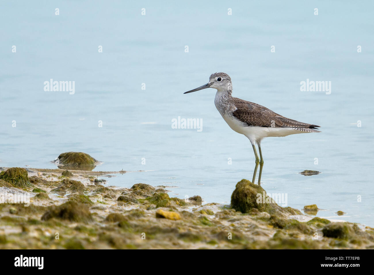 Gemeinsame greenshank (Tringa nebularia) im Winter plumageon am Ufer des östlichen Mangroven in Abu Dhabi, VAE Stockfoto