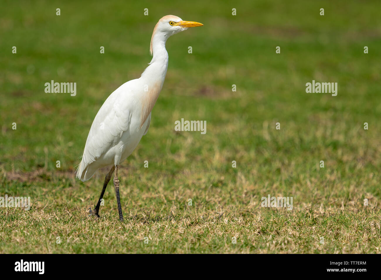 Western Kuhreiher (Bubulcus ibis) ist eine Pflanzenart aus der Familie der Reiher (ardeidae) in den Tropen, Subtropen und gemäßigten Zonen gefunden Stockfoto