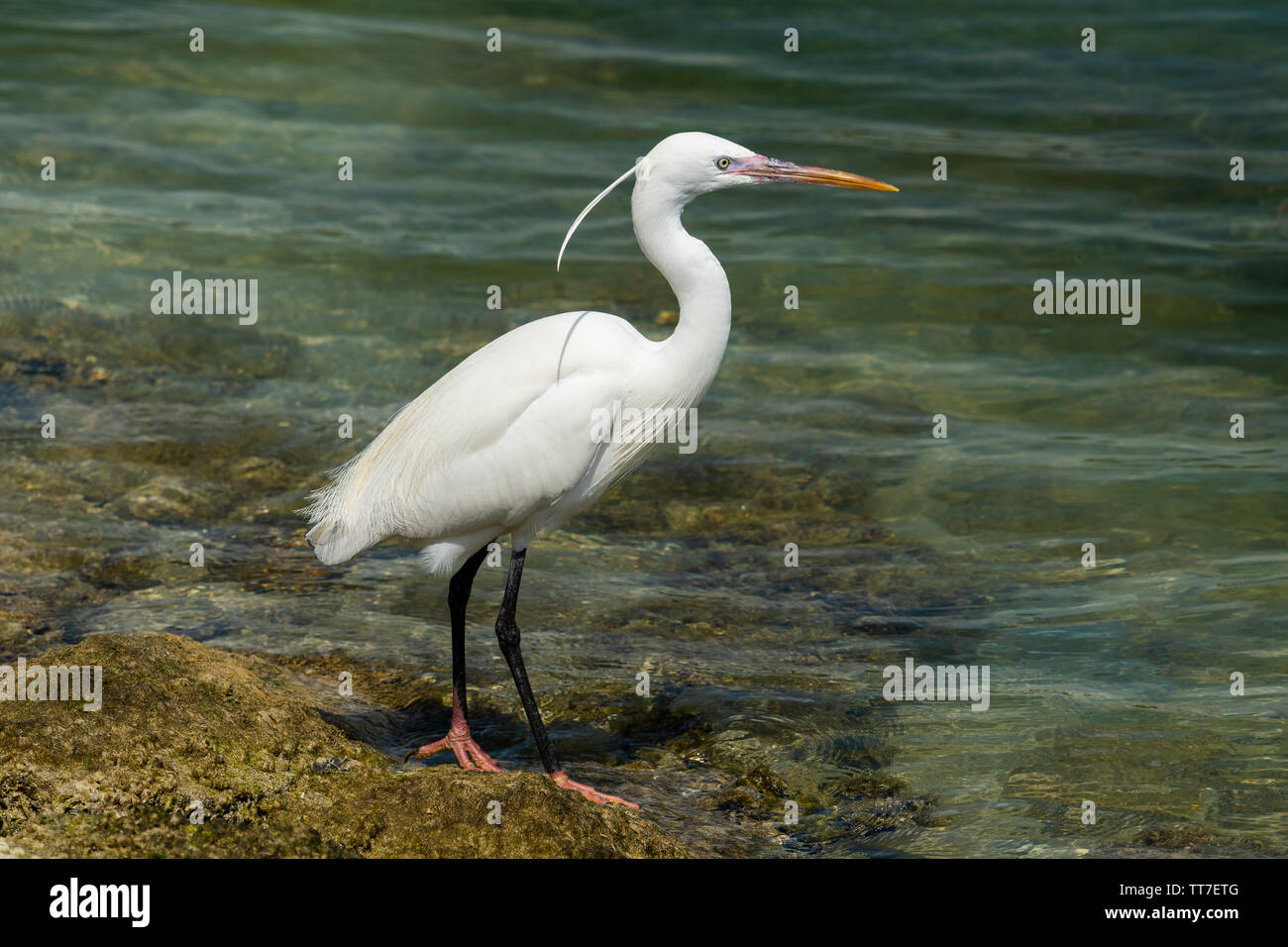 Western Reef Heron/Seidenreiher (Egretta gularis) am Ufer des östlichen Mangroven von Abu Dhabi, VAE. White Morph Stockfoto