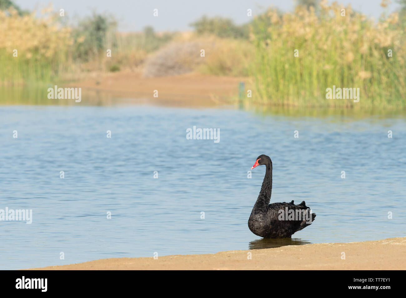 Schwarzer Schwan (Cygnus atratus) stehen am Ufer des Al Qudra See in Dubai, VAE Stockfoto