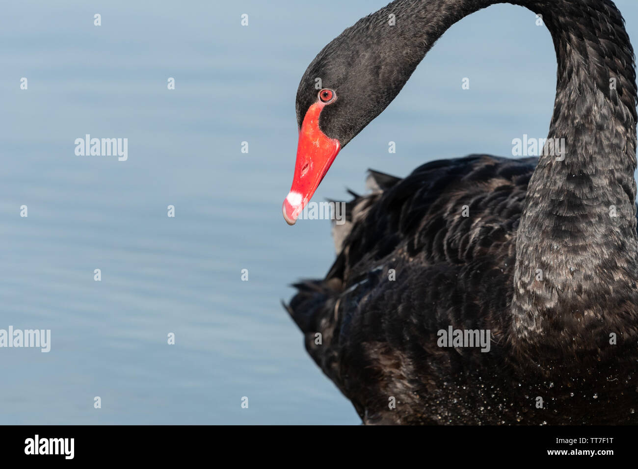 Schwarzer Schwan (Cygnus olor) an einem See schwimmen Stockfoto