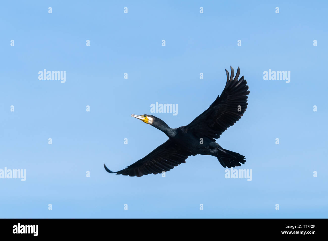 Kormoran/schwarze Shag/Große Kormoran (Phalacrocorax carbo) im Flug Stockfoto
