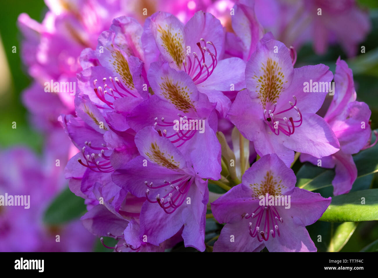 Rhododendron blühen Blumen im Frühling Garten. Rhododendron immergrüner Strauch. Schönen lila Rhododendron in der Nähe u Stockfoto