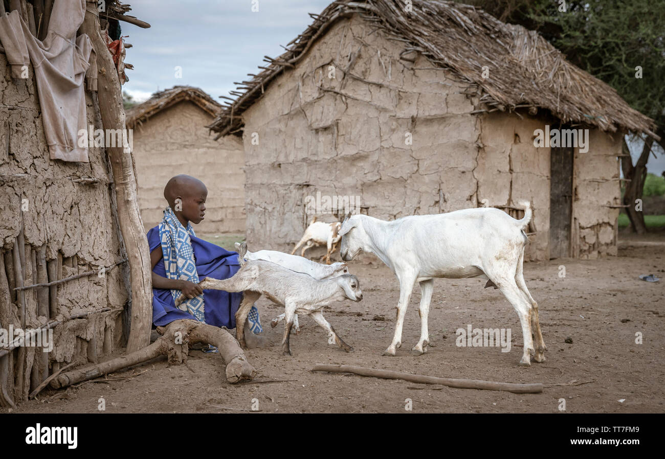 Gleichen, Tansania, 4. Juni, 2019: Masai girl Holding zurück Baby Ziegen aus zu ihrer Mutter gehen, Milch zu saugen, damit ihre Mutter kann kommen und sie Milch f Stockfoto