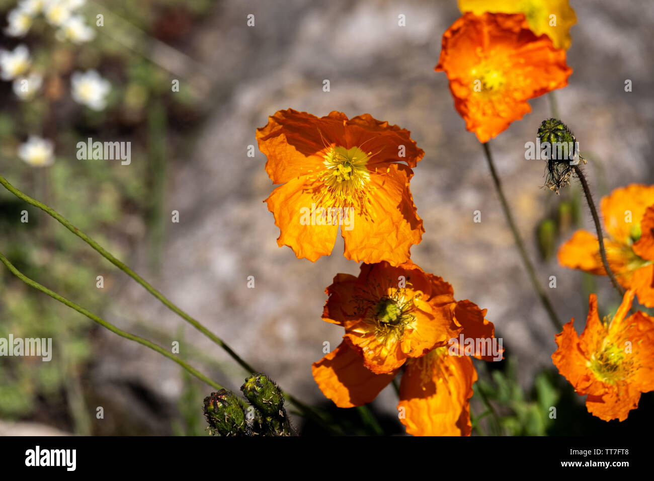 Orange Blüten von Atlantic Mohn (Papaver atlanticum) Stockfoto