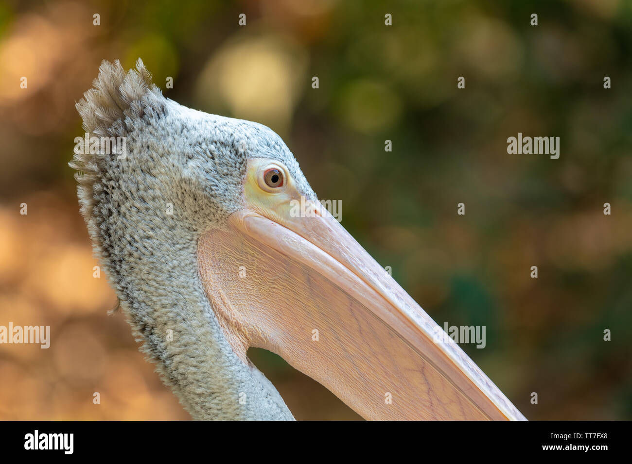 Spot-billed Pelican oder grau Pelican (Pelecanus philippensis), die Rassen im südlichen Asien Stockfoto