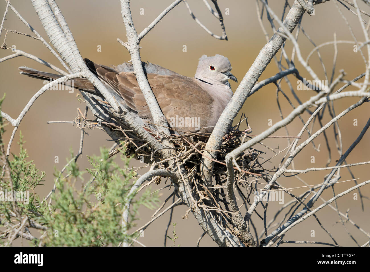 Collared dove Sitzen auf einem Nest in einem Baum Stockfoto