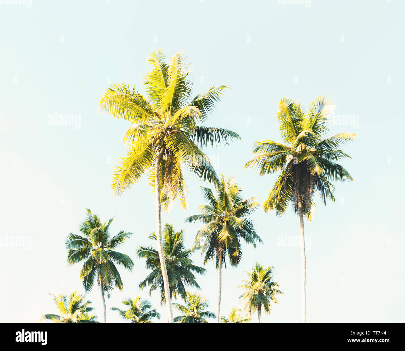 Palmen in der tropischen Küste. Kokospalmen gegen den blauen Himmel. Getonten Bild Stockfoto