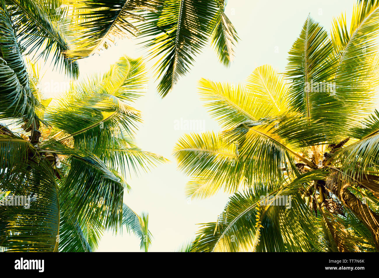 Kokospalmen auf klaren Sommerhimmel. Tropischen Hintergrund. Low Angle View. Getönten Bild. Stockfoto