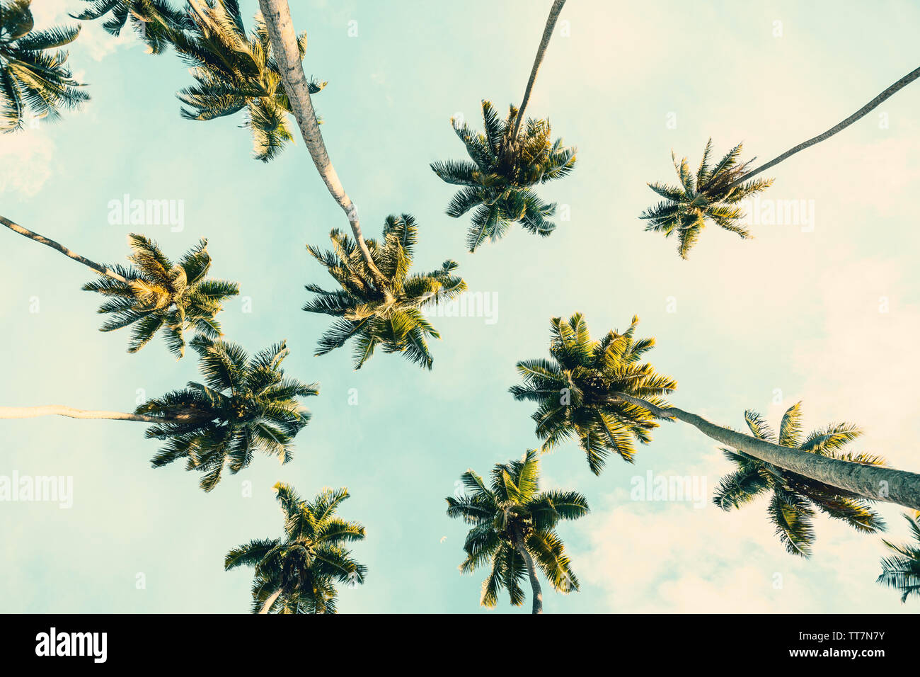 Sommer tropischen Hintergrund mit Kokosnuss Palmen am blauen Himmel. Getönten Bild. Stockfoto