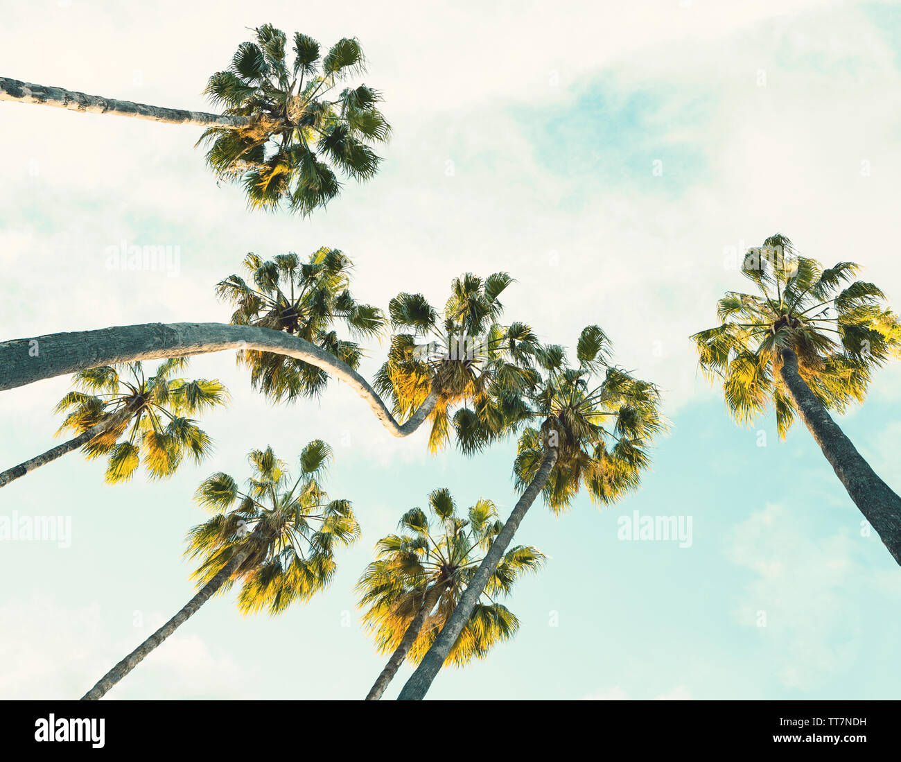 Tropische Palmen auf Sommer Himmel Hintergrund. Getönten Bild. Stockfoto