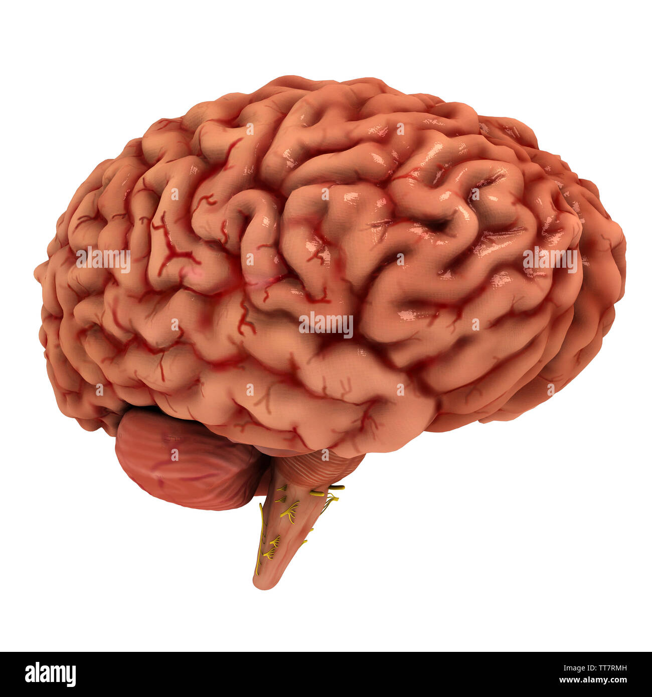 Realistisch, voll Detaillierte menschliche Gehirn 3D-Modell mit Alpha Kanal. Das Modell in Absprache mit einigen Neurologie Professoren sorgfältig. Stockfoto