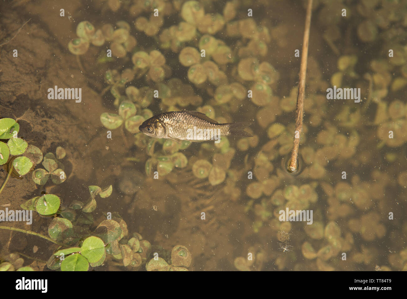 Toter fisch im verschmutzten teich Fotos und Bildmaterial in hoher