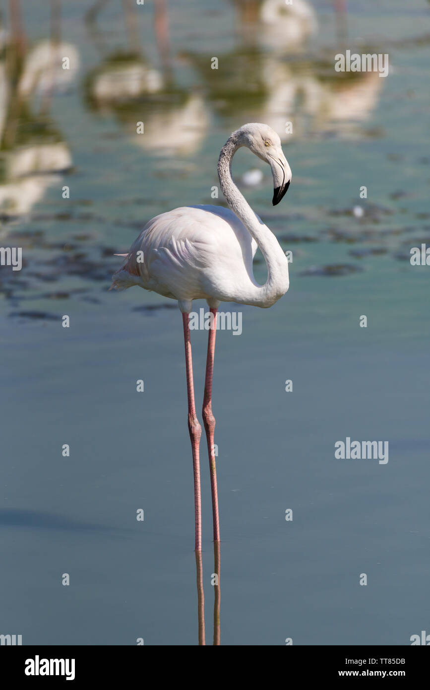 Mehr Flamingo (Phoenicopterus Roseus) Herde in Ras Al Khor in Dubai, Vereinigte Arabische Emirate Stockfoto