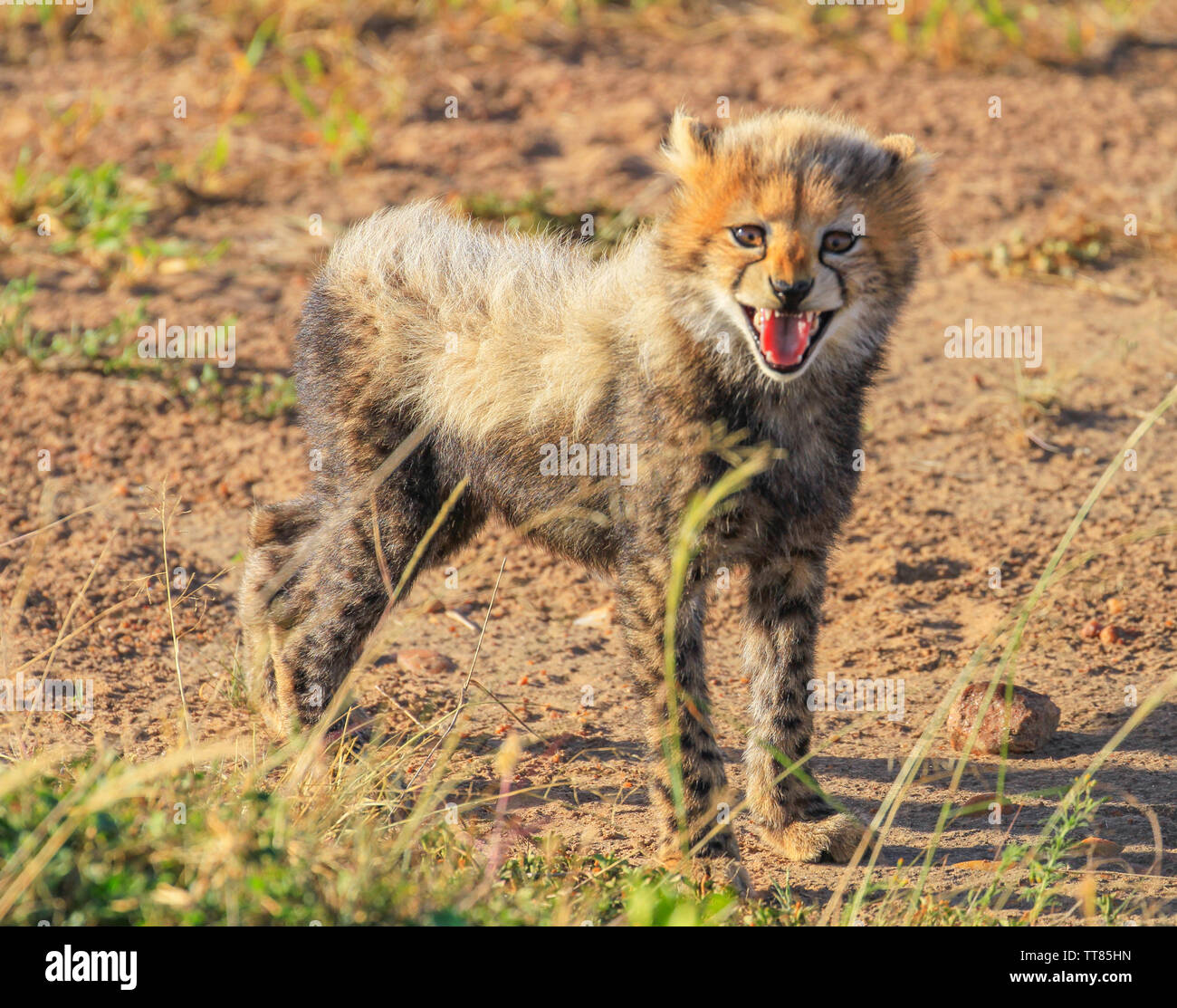 Close-up Gepard Acinonyx jubatus furry Baby cub Kätzchen suchen in Kamera Nahaufnahme Gesicht Masai Mara National Reserve Kenia Ostafrika Stockfoto