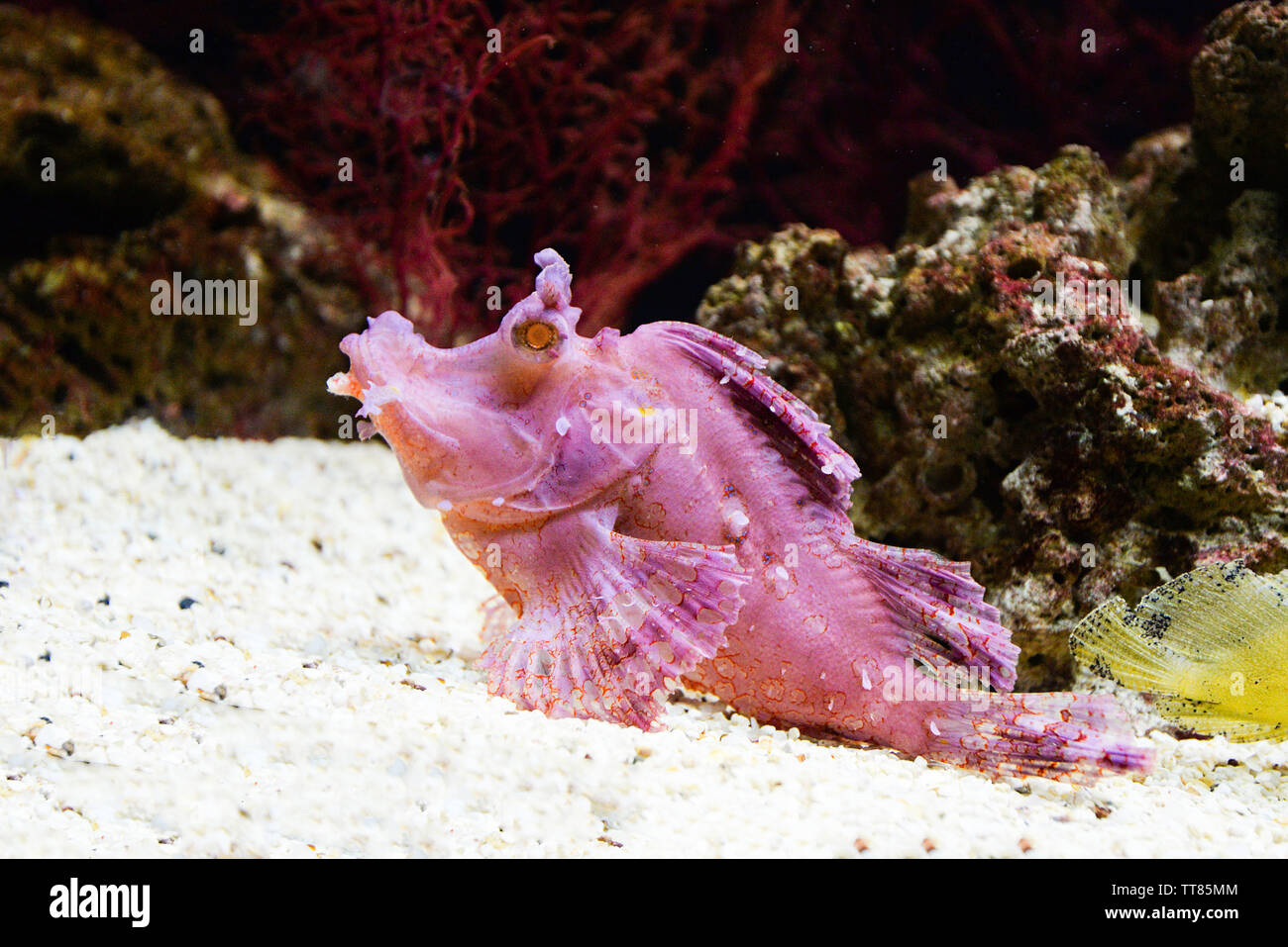 Hohe Anziehung Bei Skorpion Und Fisch Skorpion tank -Fotos und -Bildmaterial in hoher Auflösung – Alamy