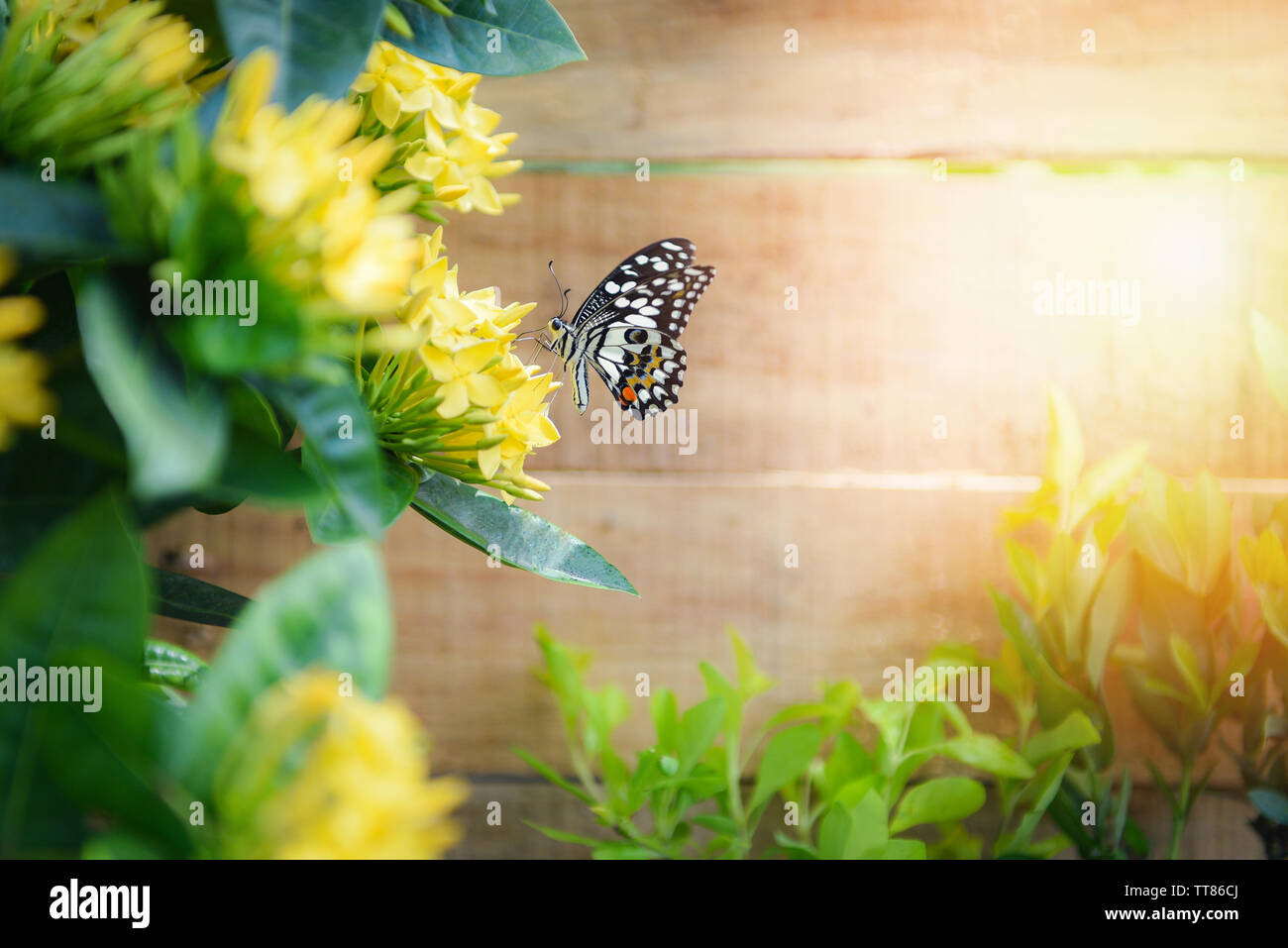 Blume Ixora gelb blühen im Garten Holz- Hintergrund im Sommer Sonnig hellen Tag im Hinterhof Stockfoto