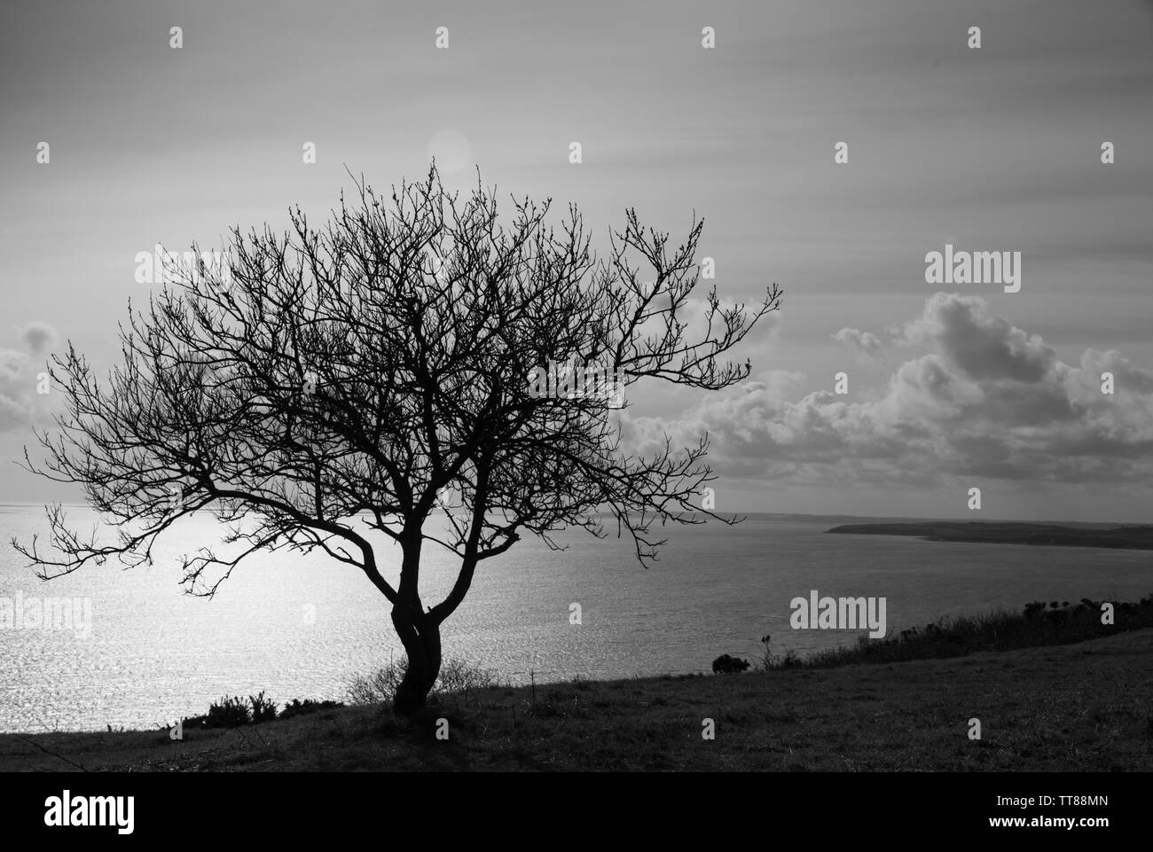 Einsamer Baum in Schwarzweiß auf Coast Path, Roseland Heritage Coast, Cornwall, Großbritannien Stockfoto