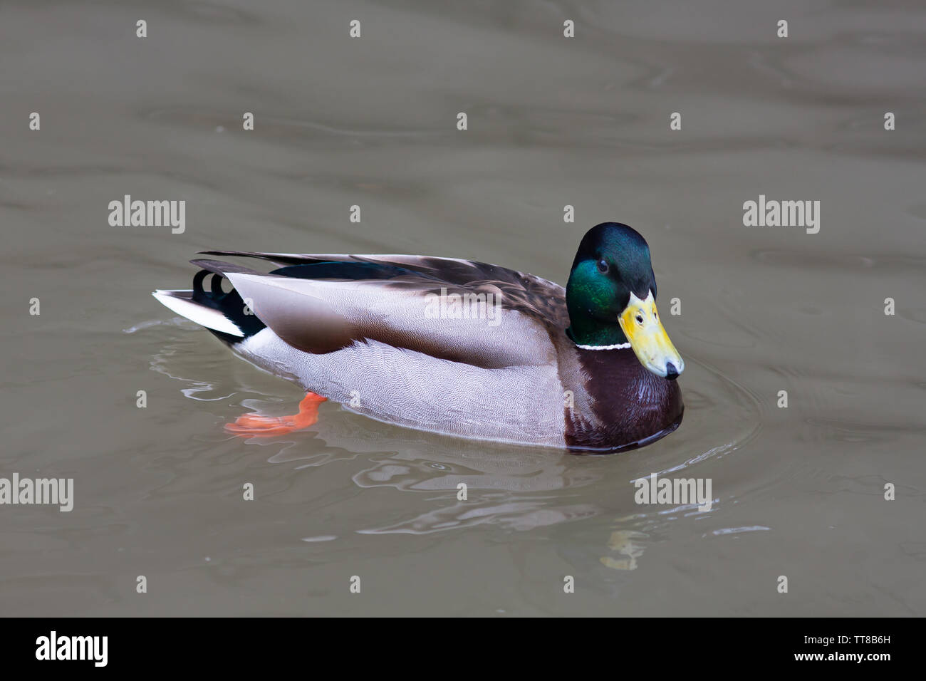 Drake von Stockente (Anas platyrhynchos) auf dem Wasser Stockfoto