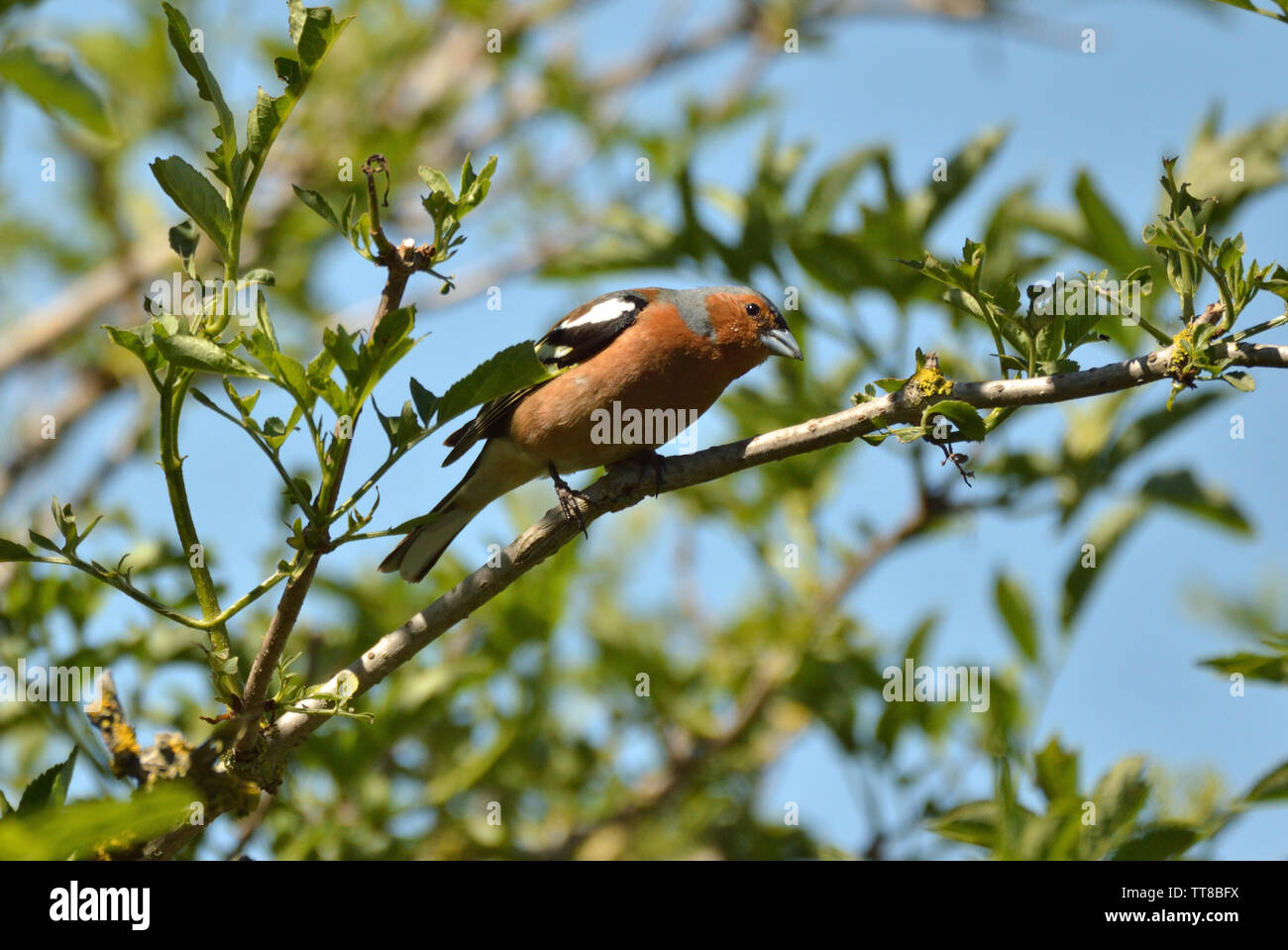 Männchen Buchfink hocken in der Sonne. England, UK. Stockfoto