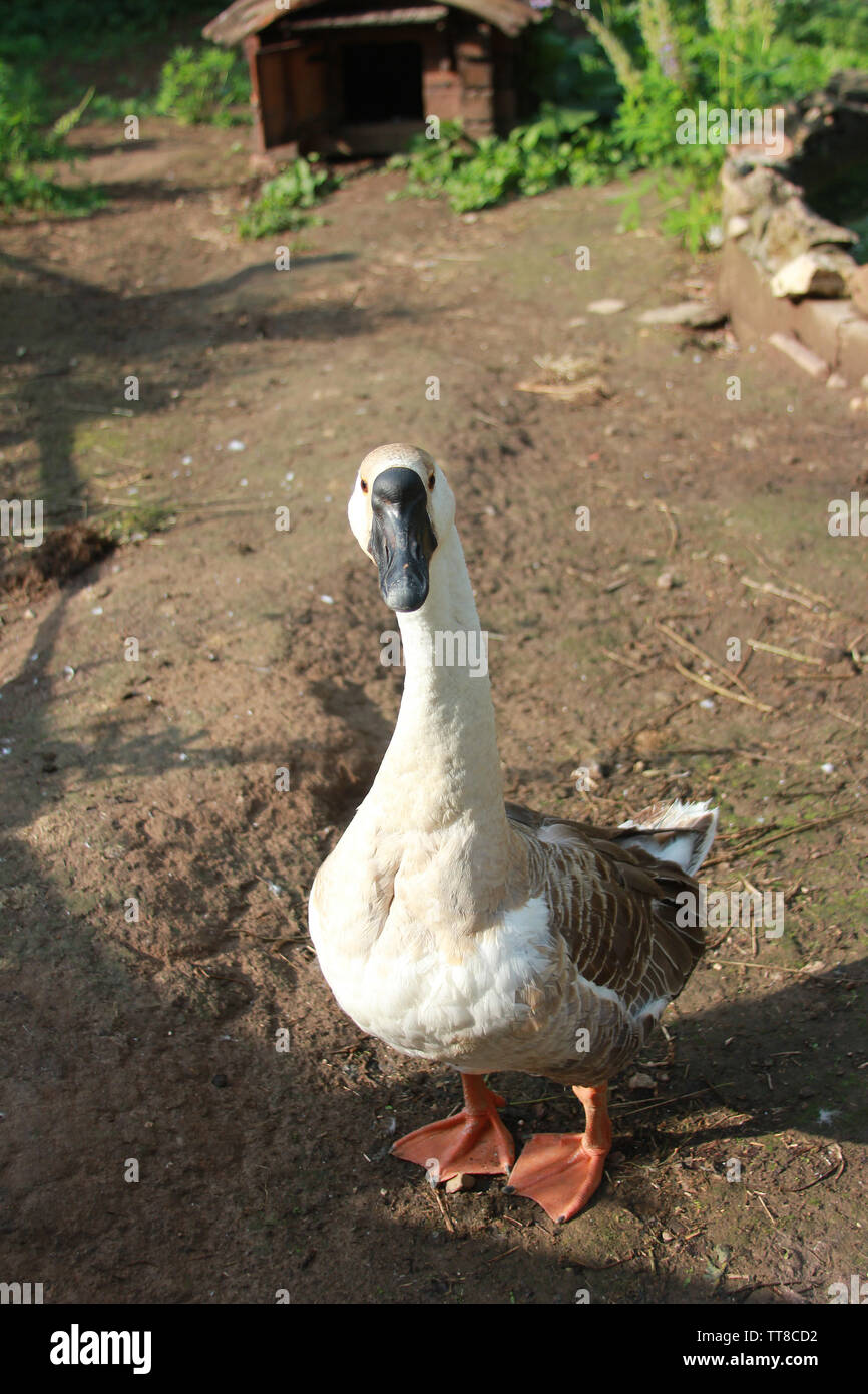 Der Gans. Nahaufnahme. Der Hintergrund unscharf. Der Abend im Dorf. Stockfoto